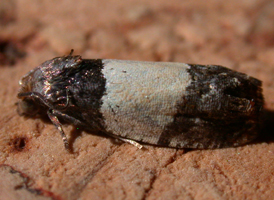 Three-banded Tortrix